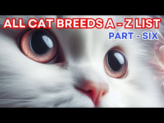 Cat Breeds Guide A - Z  List ( PART - 6) #catbreeds #cats