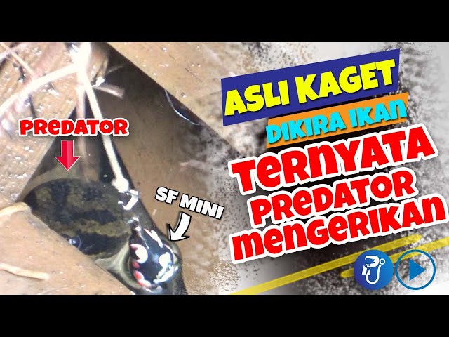 Casting Gabus II Dikira Ikan ternyata Makhluk Mengerikan