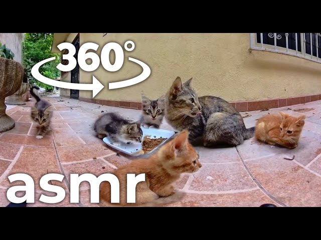 KITTENS eating delicious kibble ASMR VR360