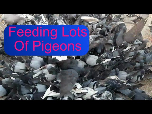 Feeding Pigeons