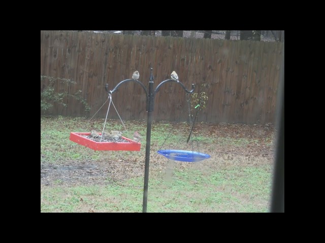 Backyard Birds Whitehouse, Texas Feb 2023