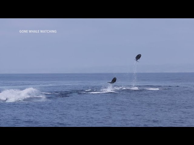 Dolphin video captured off San Diego coast goes viral