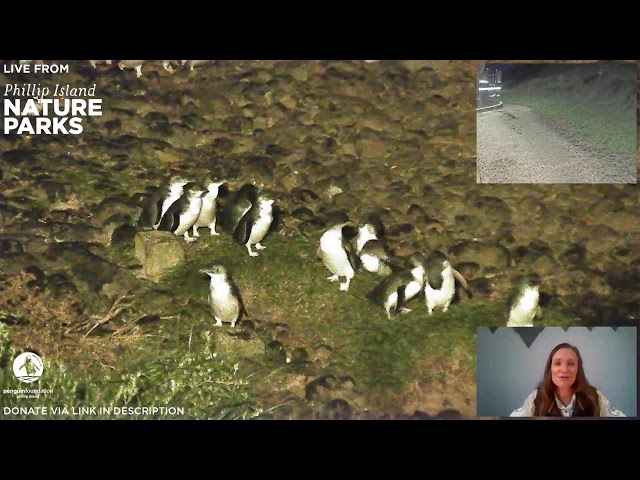 Live Penguin TV - Wednesday 26th August