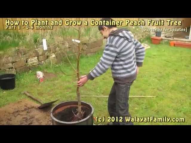 Growing Container Fruit Peach Tree UK - Planting (1)