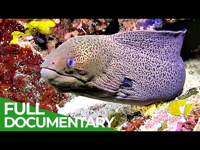 Coral Reefs - Magic of the Indo-Pacific | Free Documentary Nature