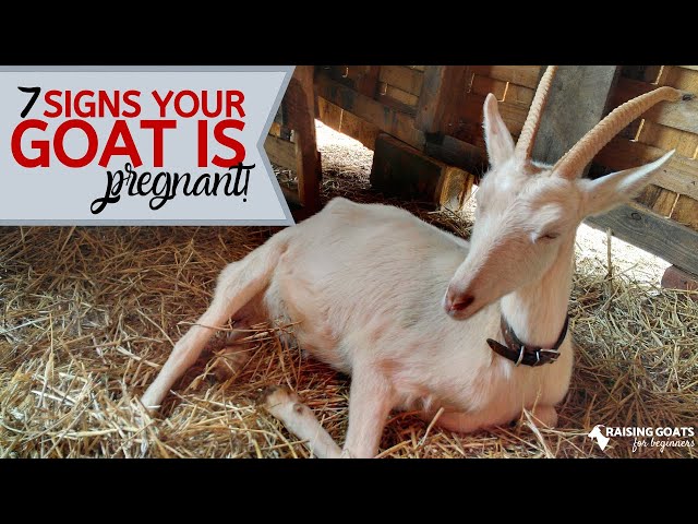 7 Goat Pregnancy Signs