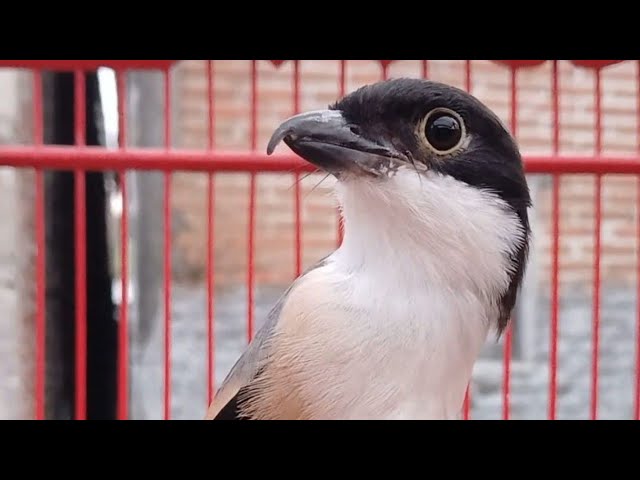 Masteran burung cendet gacor full isian - pancingan Cendet macet akan langsung gacor