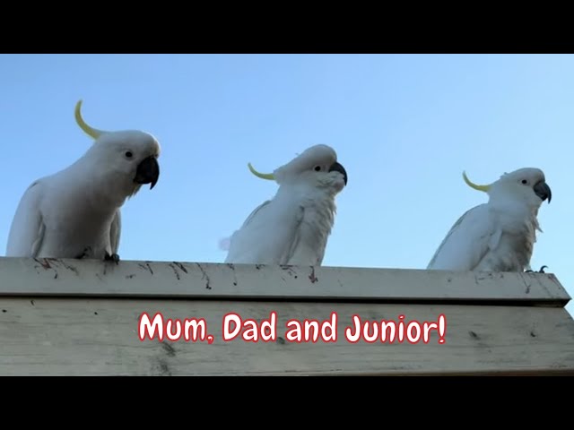 Cockatoo Swoop in: The Wild Cockatoo Gang Strikes AGAIN and AGAIN! 🚨 🚨 🚨