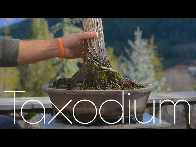 Taxodium distichum Hard Pruning Branch Selection - Arkefthos Bonsai