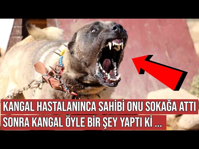 Kangal Köpeği Hastalanıp Sürüyü Kurtlardan Koruyamayınca Onu Sokağa Attılar, Sonra Bakın Ne Oldu