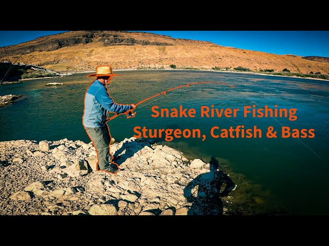 Snake River Fishing Sturgeon, Catfish and Bass on Fathers Day