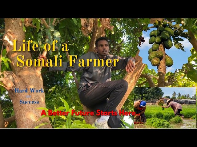 A Farm in Somaliland: Hard Work and Growth | Nimaan Shaqaysan Shaah Macabo