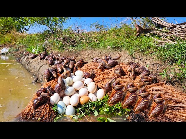 Top amazing - pick a lot of duck eggs and snails on the tree stump in the pond by hand a farmer