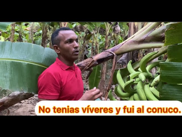 Supervivencia en el Campo: Plátano y Yuca para Vencer el Hambre.