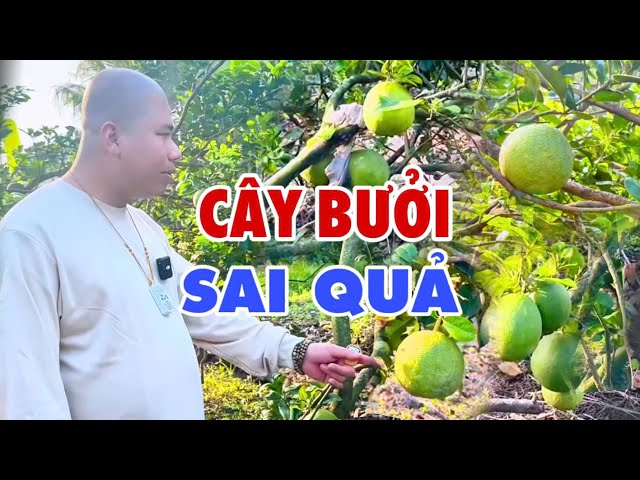 VƯỜN CÂY BƯỞI RẤT SAI QUẢ VÀ TO KHI CÓ MÁY NIỆM PHẬT #cusinhuanduc