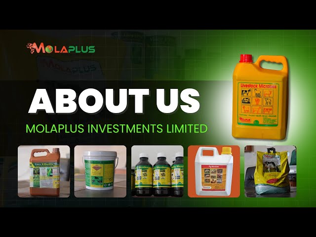 A Brief Introduction To MolaPlus Investments Limited And What We Do