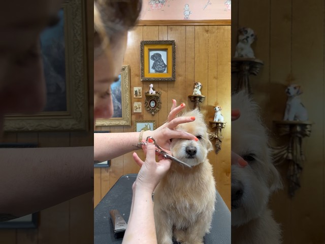 This dog was rescued off the streets of China… now he’s gettin a spa day #dogasmr  #jessronagrooming