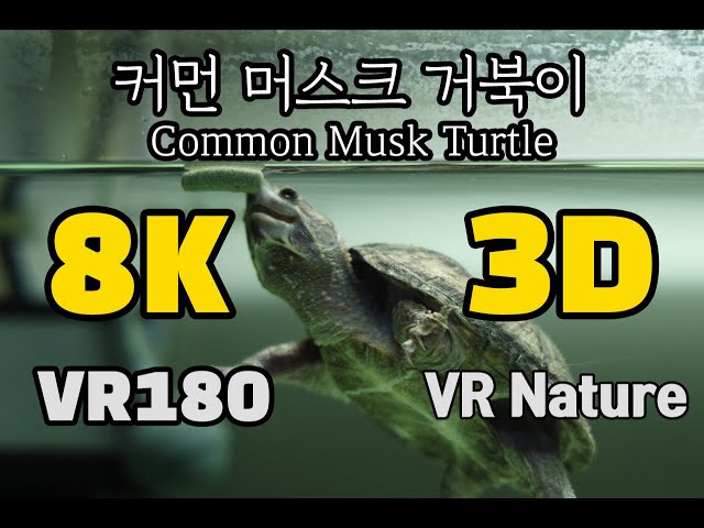 [VR Nature] Common Musk Turtle 커먼 머스크 거북이 (사향거북이)