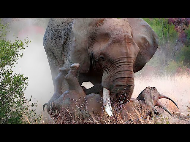 Crazy animal battles caught on camera. Animals in action. #animalbattles.