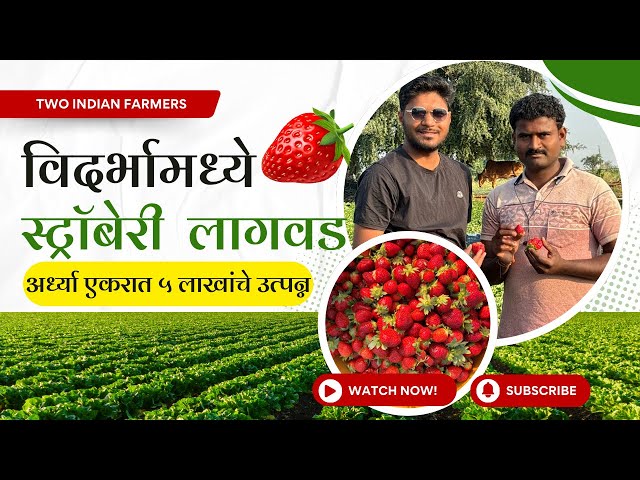 Wardha Strawberry farming | स्ट्रॉबेरी शेती अर्ध्या एकरात पाच एकराचे उत्पन्न | Profitable farming