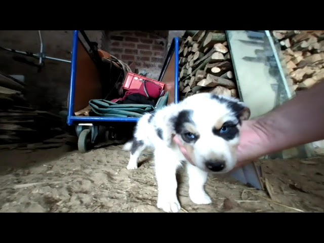 Cute 3D Dog Puppies - Funny Videos - VR 180 3-D Video