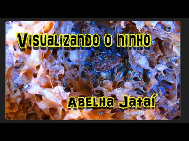 Visualizando o ninho das abelhas Jataí (tetragonisca angustula).