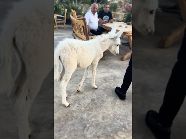 I CAUGHT a Donkey Breaking into a Restaurant for Food!