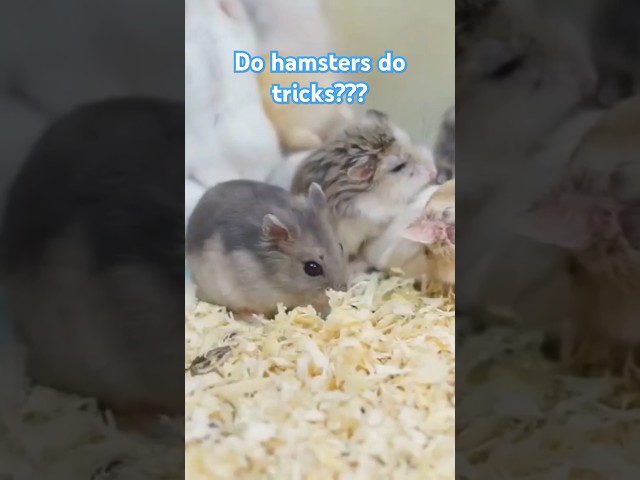 Hamsters Are Smarter Than You Think! #shorts #facts #hamsters