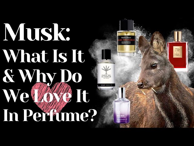 Musk In Perfumes What Is Musk? Notes In Perfume | Why Is Musk So Sexy? Animalic Powdery | White Musk