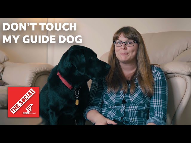 Here's Why You Should Never Distract A Guide Dog