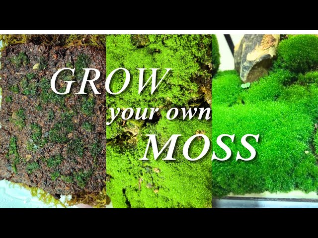 Moss Propagation Made Simple: Grow Your Own Moss!