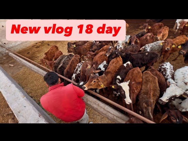 New vlog 18 day in 75 challenge आज के vlog kuch khash nhi tabiyat kharab thi #vlogs #youtube #videos