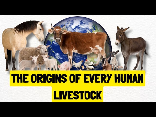 History of All Human Livestock