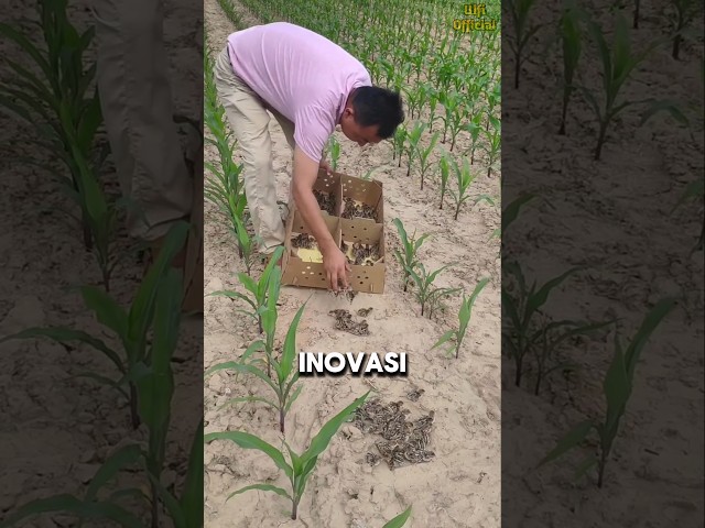 Dibalik Pelepasan Burung Puyuh di Ladang Jagung #shorts