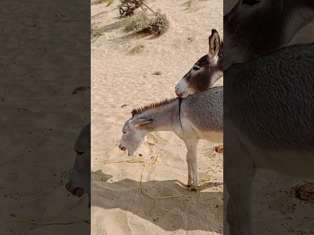 #donkey #gadha #pets #animals #youtube