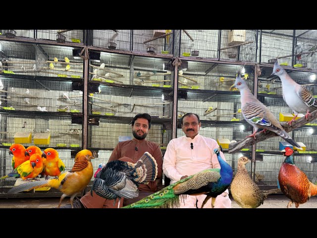 Multan Sunday Birds Market Rasheedabad 02 March 2025 | pakistan bird market video