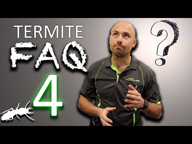 Termite FAQs - PART 4