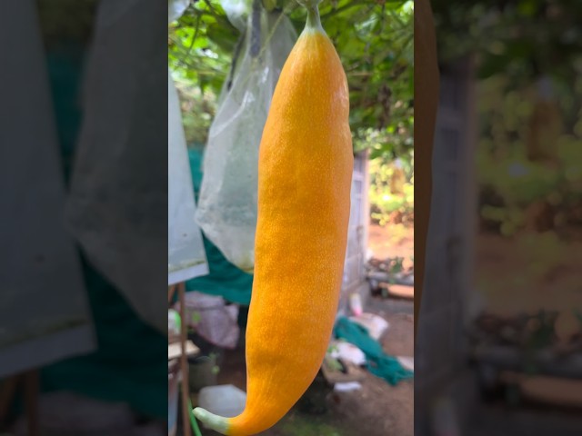 🍆🎉🥒പടവലം പഴുത്തപ്പോൾ.....#snakegourd #mytakeonhomeandgarden