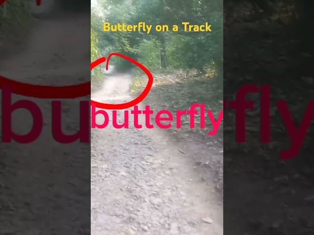 Butterfly butterflying on a hiking track #butterfly #hiking #track #mountains #naturehike #hikeup