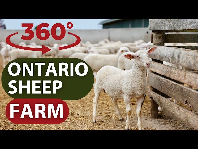 360 Ontario Sheep Farm