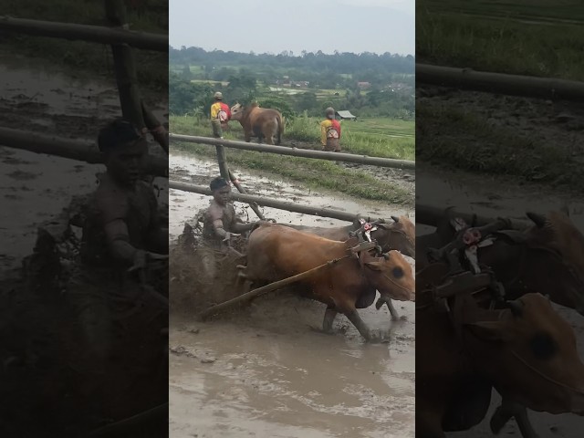 Pacu Jawi Budaya Tanah Datar #cowrace #pacujawi #bull #travel #wisata #wisata