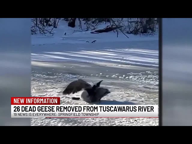 Dead geese recovered in Springfield Township