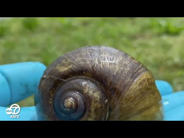 Arkansas on high alert: Invasive Giant Apple Snails detected in crawfish shipments