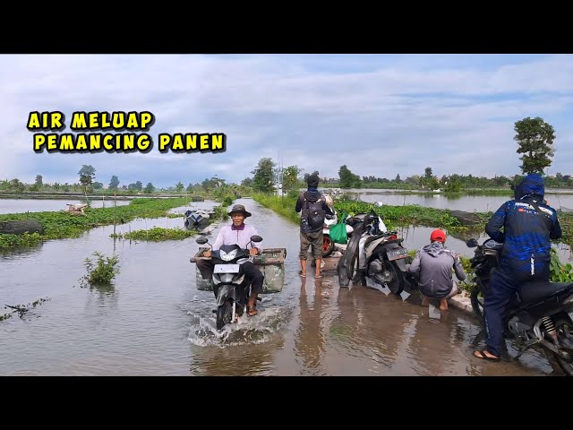 Banjir makin tinggi! Rejeki Pemancing ikan mas gak berhenti makan