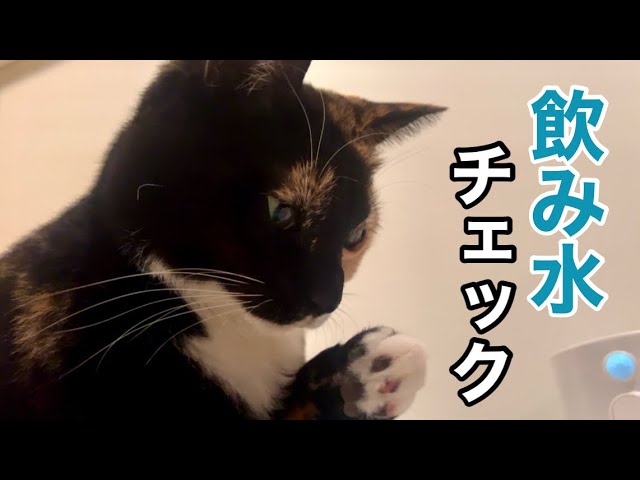 Tora, the Rescue Cat, Thoroughly Checks the Water in the Dispenser