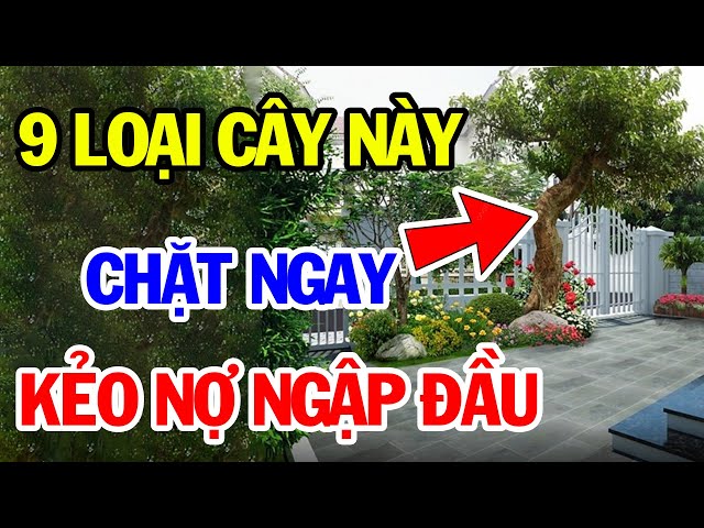 9 Loại Cây Dù THÍCH ĐẾN MẤY Cũng Cấm Trồng Trong Nhà Kẻo TÁN GIA BẠI SẢN, Tiền Bạc Đội Nón Ra Đi