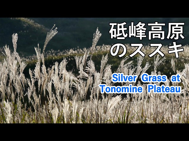 Silver Grass in Tonomine Plateau, Hyogo Prefecture, Japan [ 4K ]