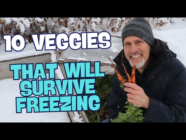 10 Vegetables That Can Survive Freezing