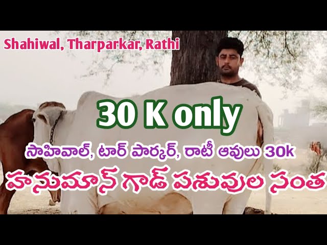 హనుమాన్ గాడ్ ఆవుల సంత | Hanumangarh Buffalo Market | Hanumangarh Buffaloes Info @jainkisan