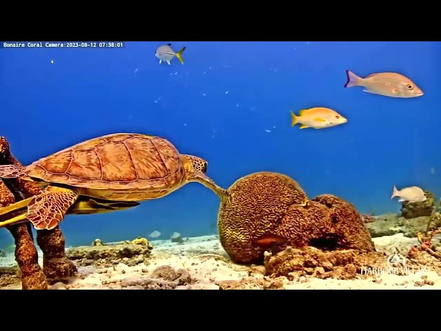 Green Sea Turtle And Friends Pass By The Harbour Village Bonaire Beach